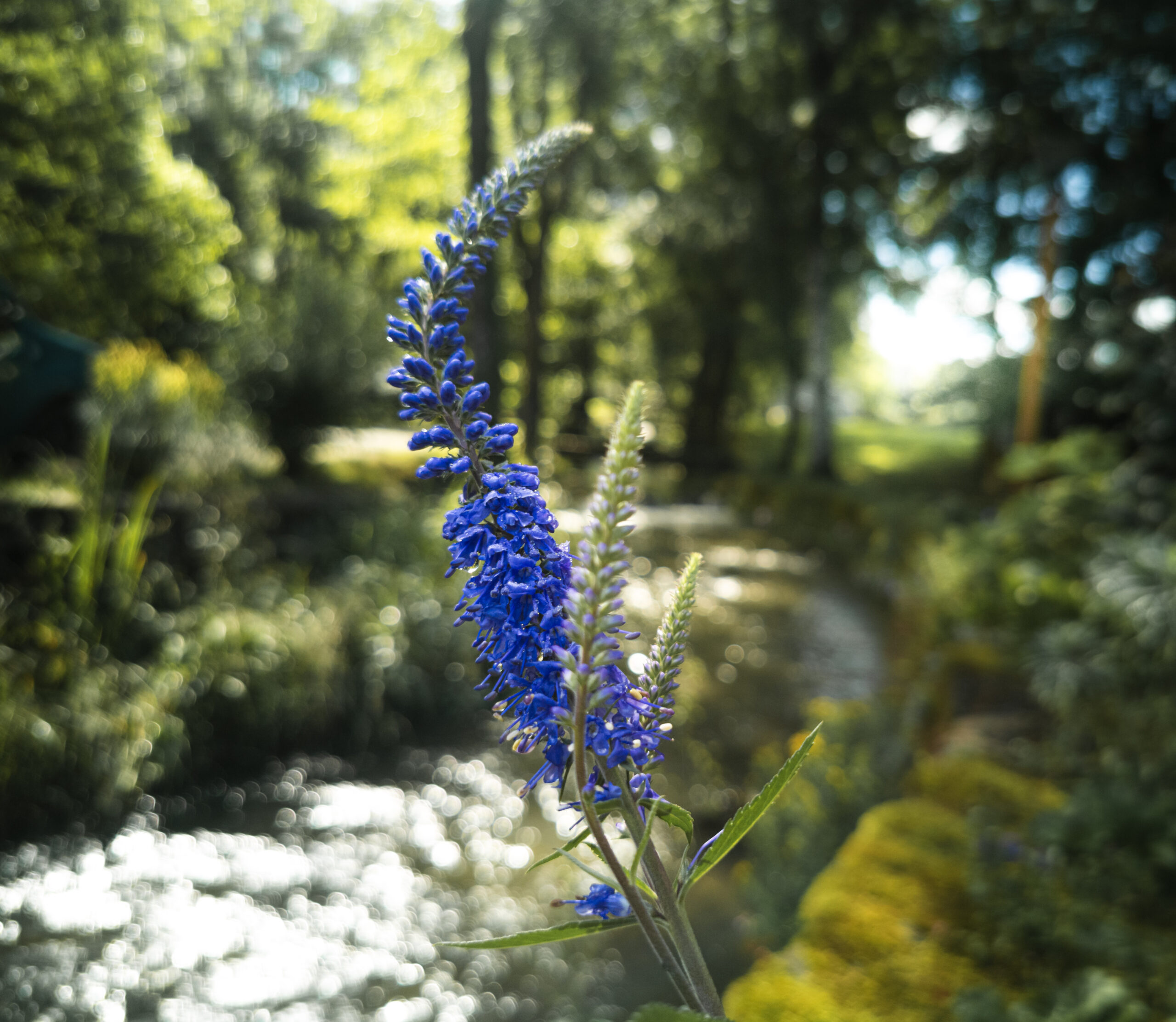 Fleur au Moulin